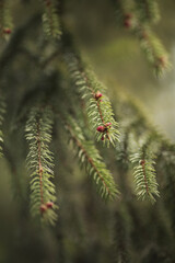 Green fir branches background. natural texture. Selective focus