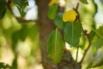Two green leaves on a branch of an pear tree