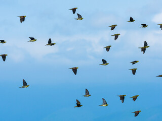 アオバトの群飛(White-bellied green pigeon)