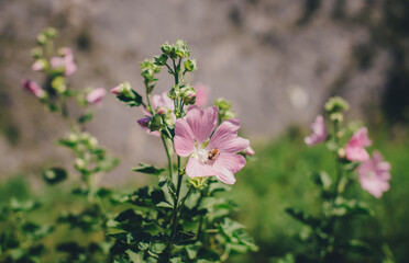 pink and white flowers