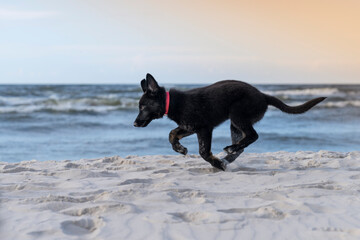 Szczeniak czarnego owczarka niemieckiego biegnący po plaży