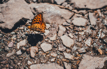 Fototapeta na wymiar orange butterfly on rocks