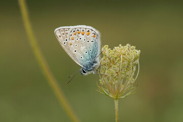 Nahansicht eines Schmetterlings - Bl&auml;uling