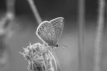 Schwarz-Weiß Fotos eines Schmetterlings - Bläuling