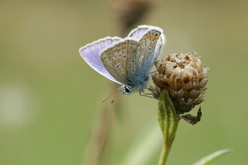 Nahansicht eines Schmetterlings - Bläuling