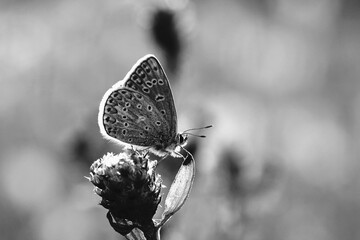 Schwarz-Weiß Fotos eines Schmetterlings - Bläuling
