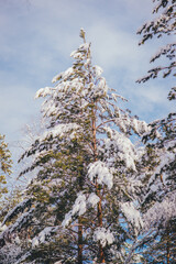 trees in the winter forest