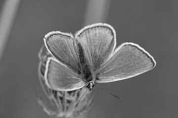 Schwarz-Weiß Fotos eines Schmetterlings - Bläuling