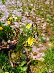 flowery herbs