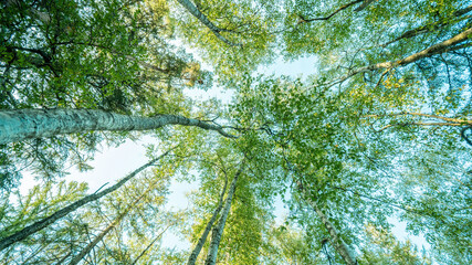 Fresh green birch trees (Betulaceae ) with blue sky. Forest summer sprig nature landscape background 