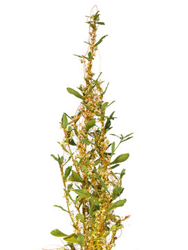 The greater dodder or European dodder, parasitic plant, isolated on white, Cuscuta europaea
