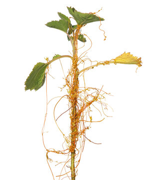 Common Cocklebur with parasitic plant on it known as European dodder, isolated on white 