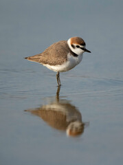 Kentish Plover and reflection at Asker Marsh, Bahrain