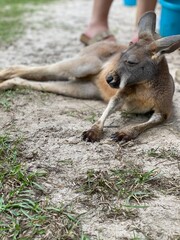 Naklejka premium kangaroo in the park