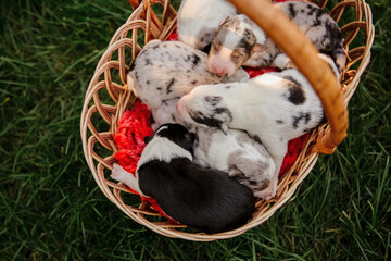 Newborn border collie puppy. Newborn puppies