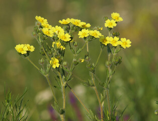 Yellow flowers of wild Sulphur cinquefoil. Potentilla recta