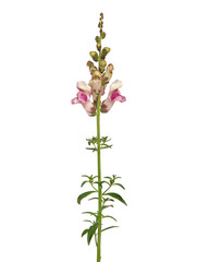 Fototapeta na wymiar Pink Snapdragon flower isolated on white, Antirrhinum majus 