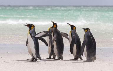 Group of King Penguins on the beach on a windy day, Falkland Islands