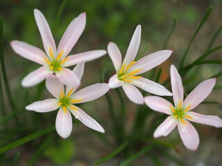 ゼフィランサスの花
