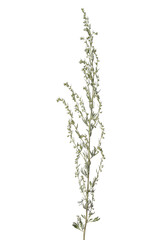 Absinthe wormwood isolated on white background. Artemisia absinthium