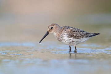 Waders or shorebirds, dunlin on the beach