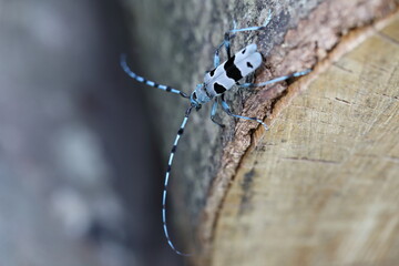  Rosalia longicorn (Rosalia alpina) or Alpine longhorn beetle