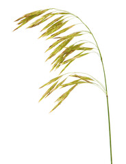 Ear of Brome grass isolated on white background, Bromus grass species