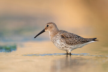 Waders or shorebirds, dunlin on the beach