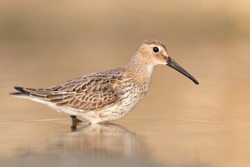 Waders or shorebirds, dunlin on the beach