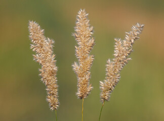 Fluffy ears of grass known as the hairy melic or silky spike melic bunchgrass. Melica ciliata