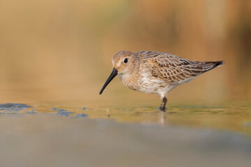 Waders or shorebirds, dunlin on the beach