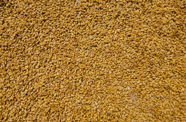 Beautiful portrait view of Wheat grain