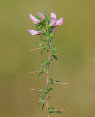 Pink flower of spiny restharrow with green leaf and thorns. Ononis spinosa L. subsp. Spinosa