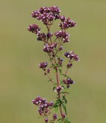 Wild flowers of Oregano or Wild Marjoram. Origanum vulgare
