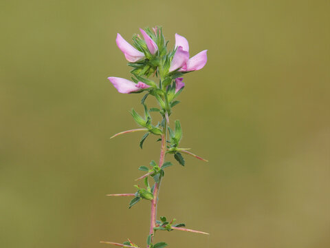Pink flower of spiny restharrow with green leaf and thorns. Ononis spinosa L. subsp. Spinosa
