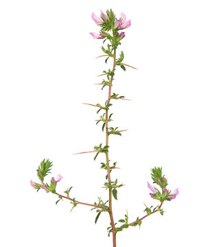 Blooming spiny restharrow with green leaf and thorns isolated on white. Ononis spinosa L. subsp. Spinosa