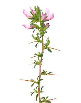 Pink flower of spiny restharrow with green leaf and thorns isolated on white. Ononis spinosa L. subsp. Spinosa