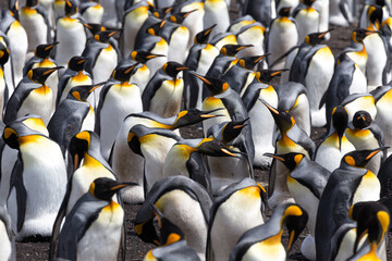 King Penguins, Falkland Islands