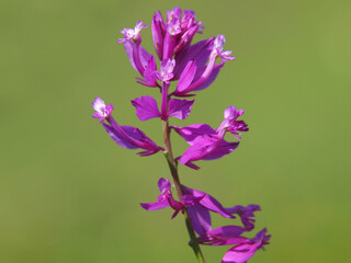 Pink purple flower of Great Milkwort. Polygala major
