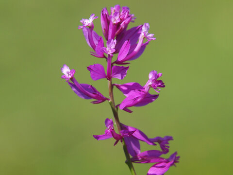 Pink purple flower of Great Milkwort. Polygala major
