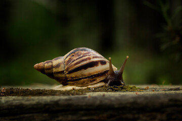 Achatina snail crawling on a tree
