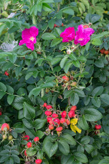 wild rose Bush with berries and flowers