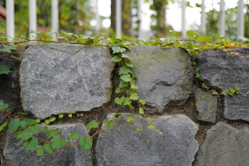 a landscape of stone wall  with ivy
