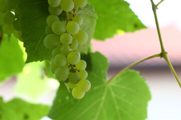 Grüne Weintrauben am Strauch