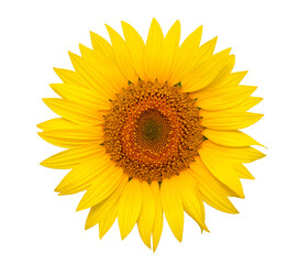 Yellow flower of sunflower isolated on white background
