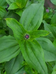 background zinnia flower bud, top view