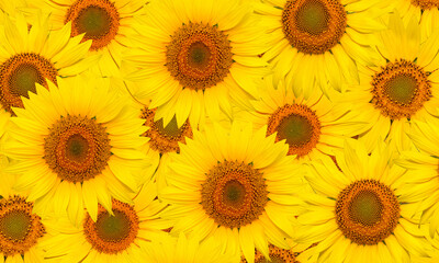 Obraz premium Floral background of yellow flower of sunflower 