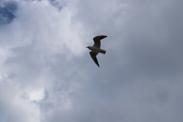 seagull in flight