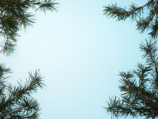 Obraz premium coniferous branches on a New Year's blue background, copy space