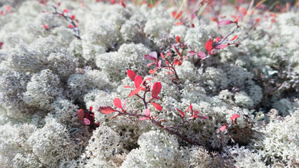 Beautiful lush white moss of Siberia. Autumn nature. Red leaves on a background of white lichen. Camping trip. Taiga